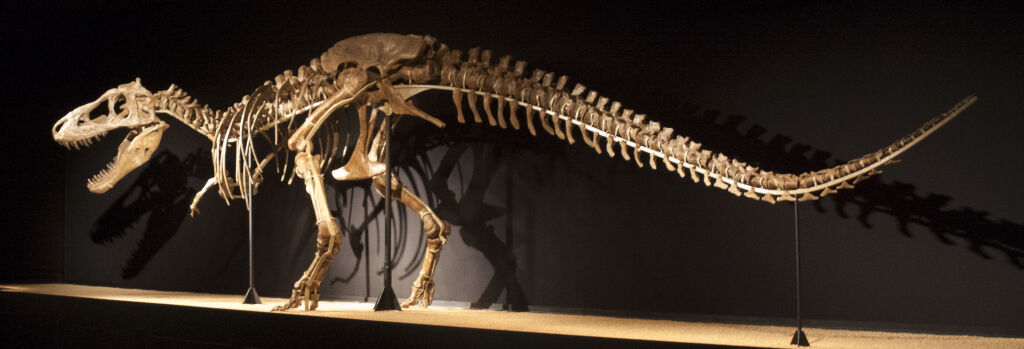 Tarbosaurus baatar Skeleton