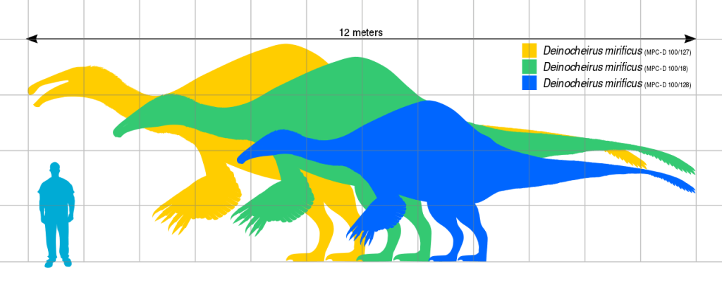 Deinocheirus Size