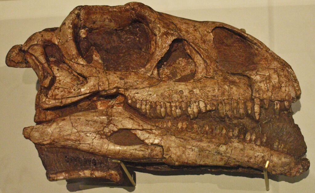 Massospondylus carinatus Skull
