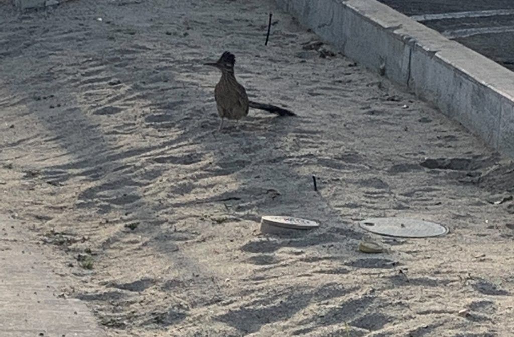 roadrunner