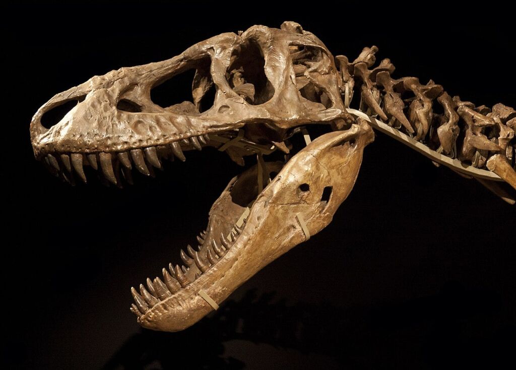 Tarbosaurus Skull