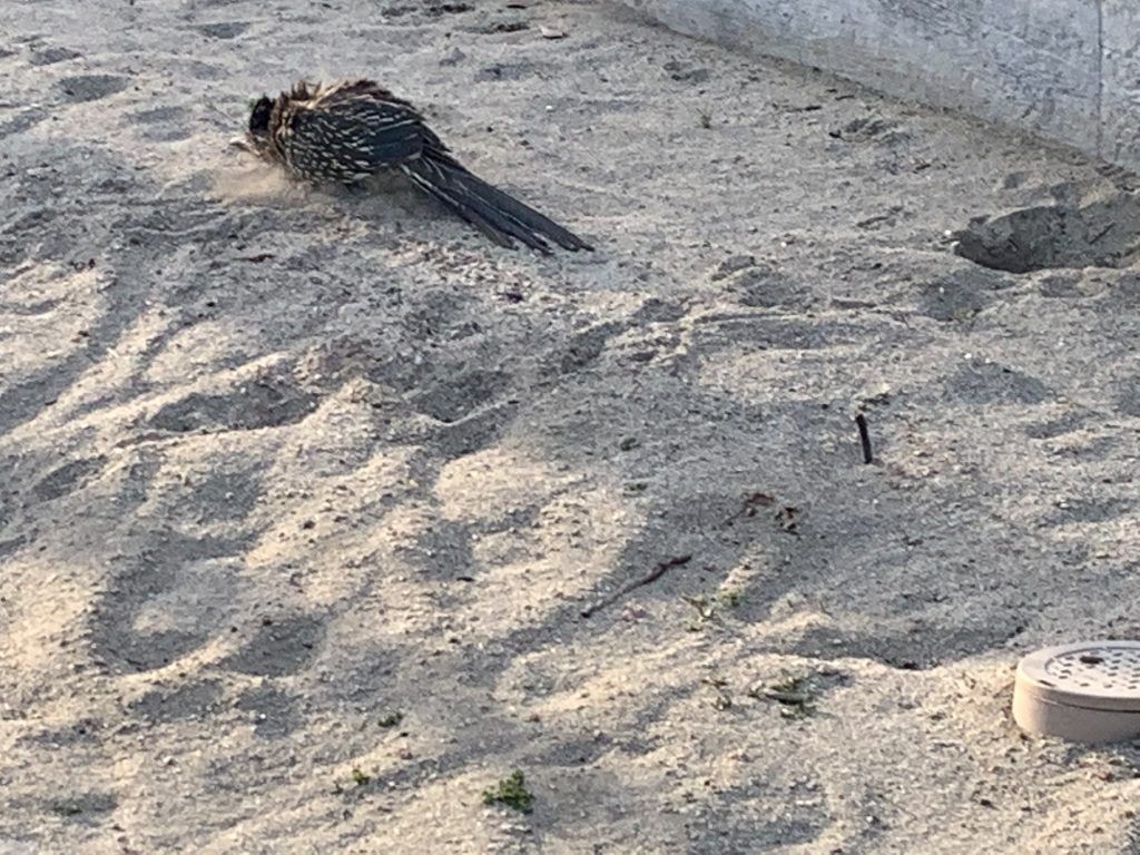 roadrunner