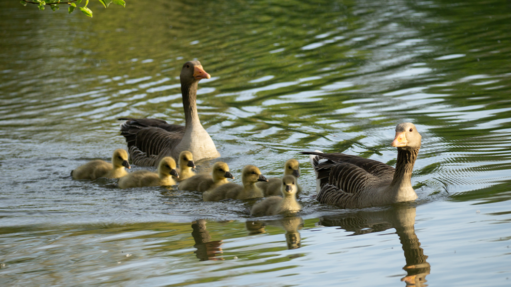 Toyota Dealer Near Brookville | Ducks swiming at the local creek