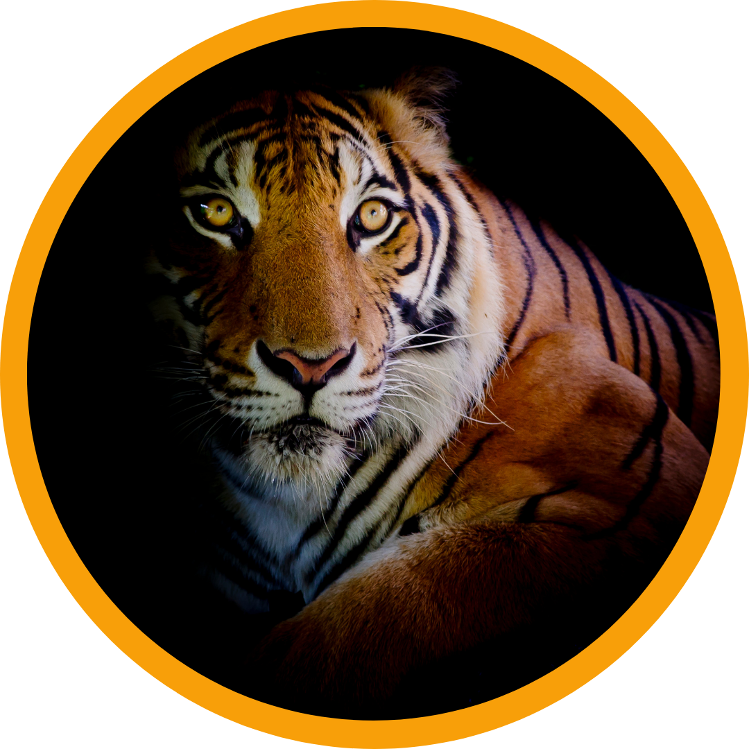 The WordPress Dashboard