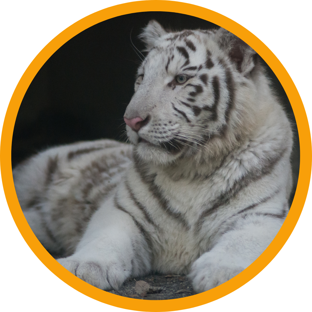 WordPress Media Library