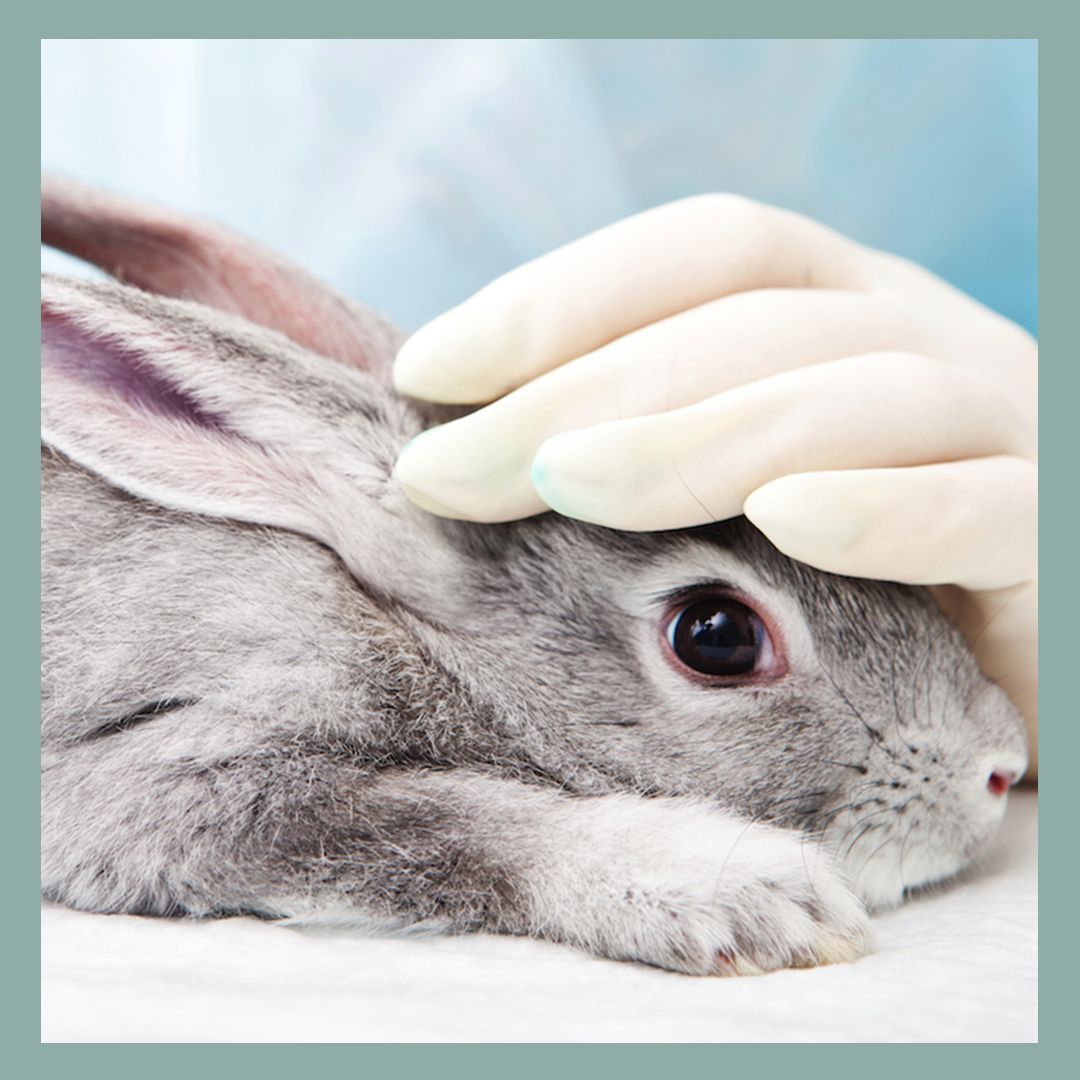 ANIMAL TESTING