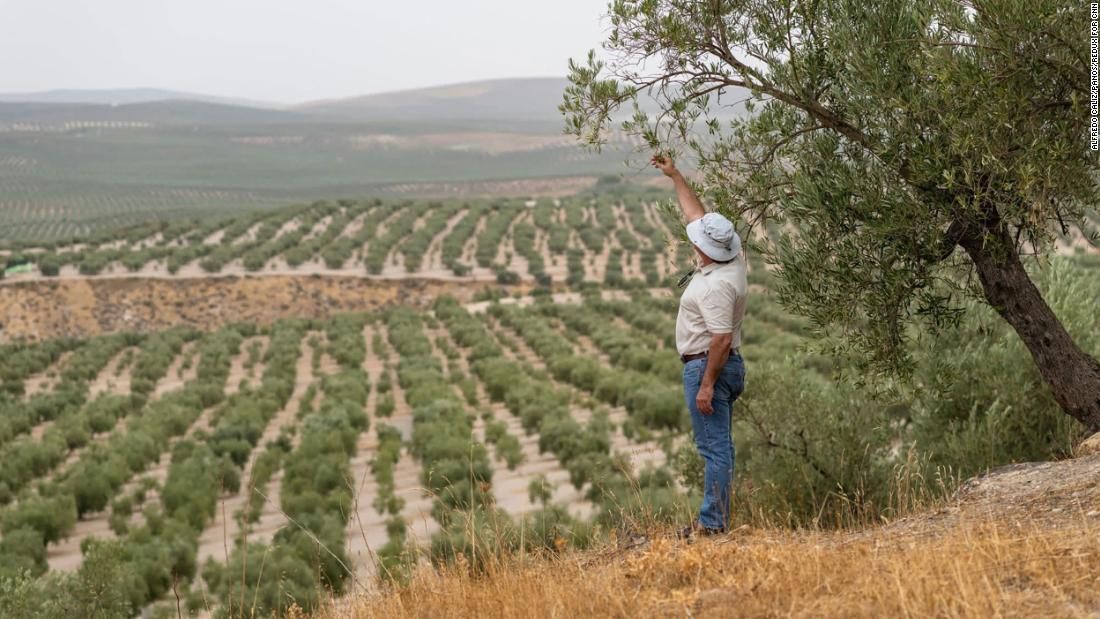 Worst drought 'in living memory' threatens the world's olive oil