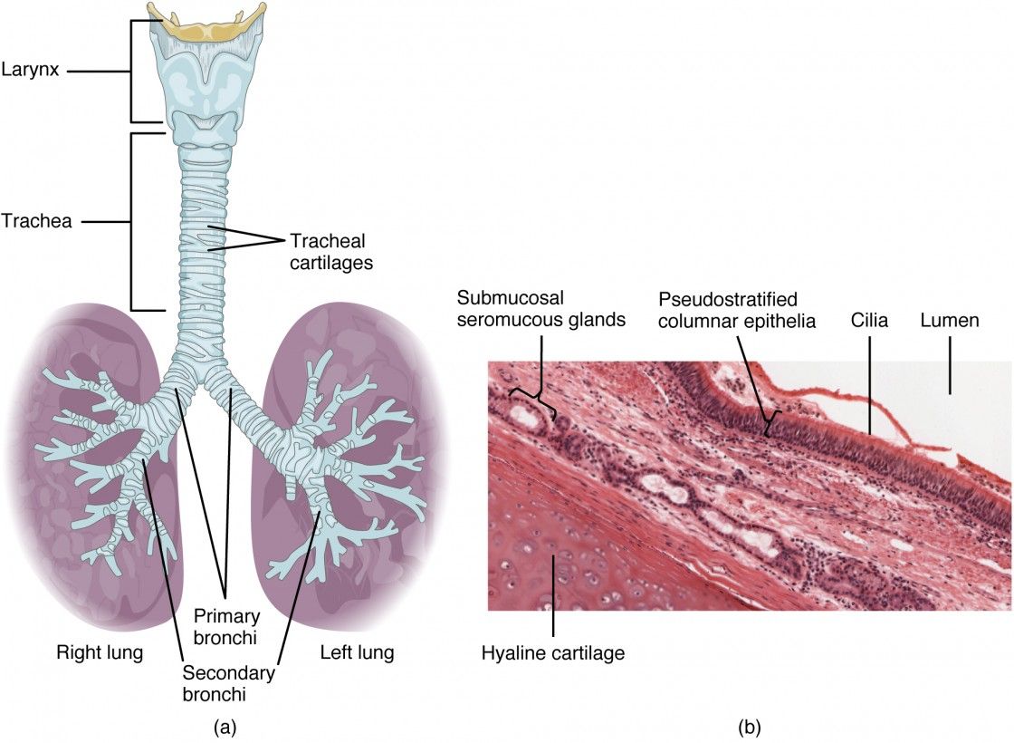 HISTOLOGY OF RESPIRATORY TRACT