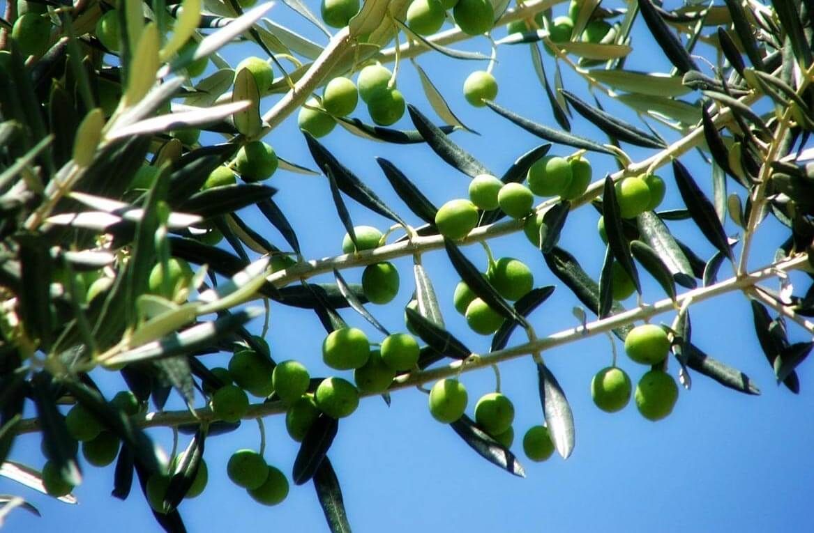organic-hair-color-olive NATULIQUE Organic Hair Color Olive