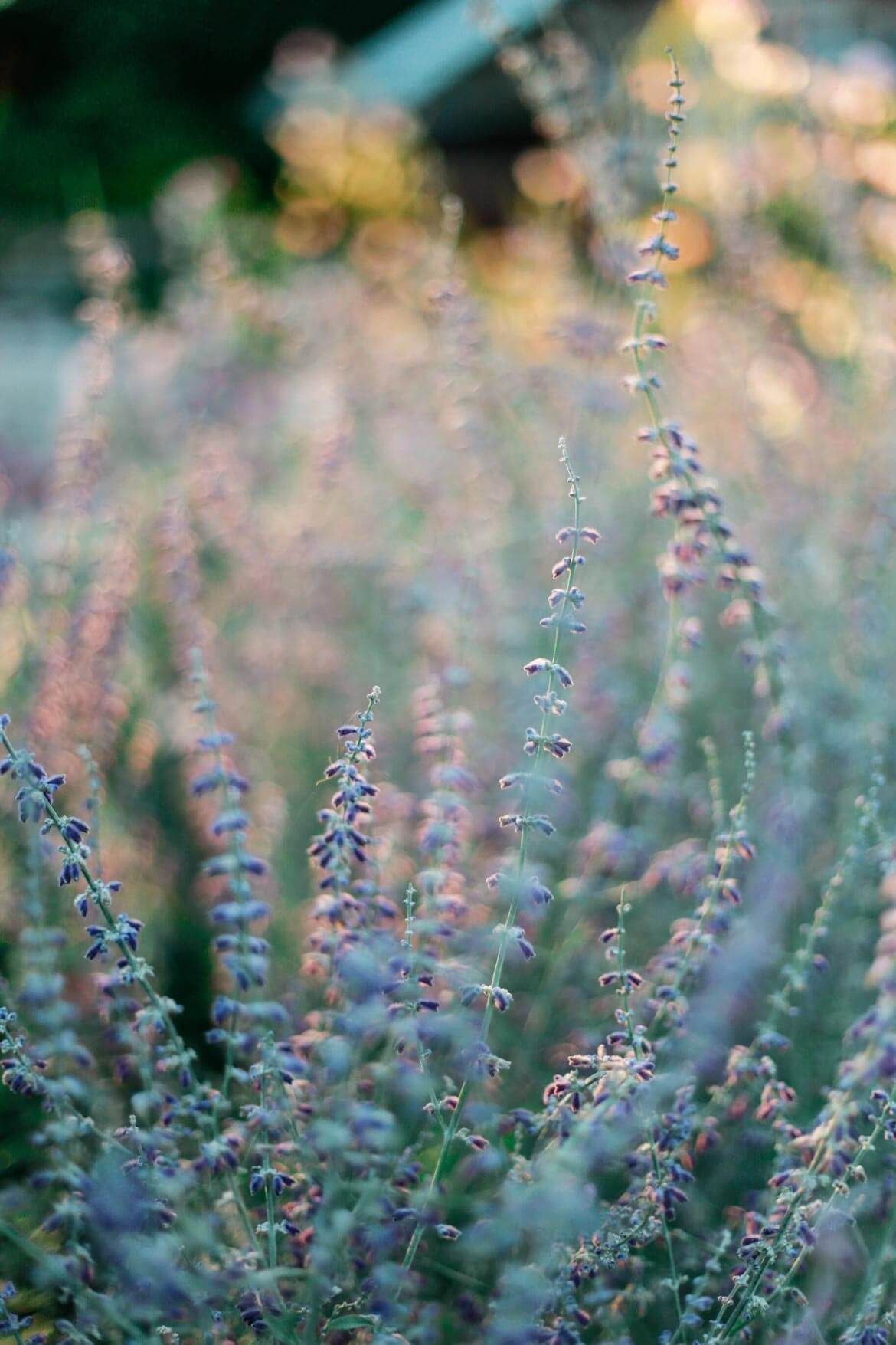 natural lavender bush NATULIQUE organic hair colours