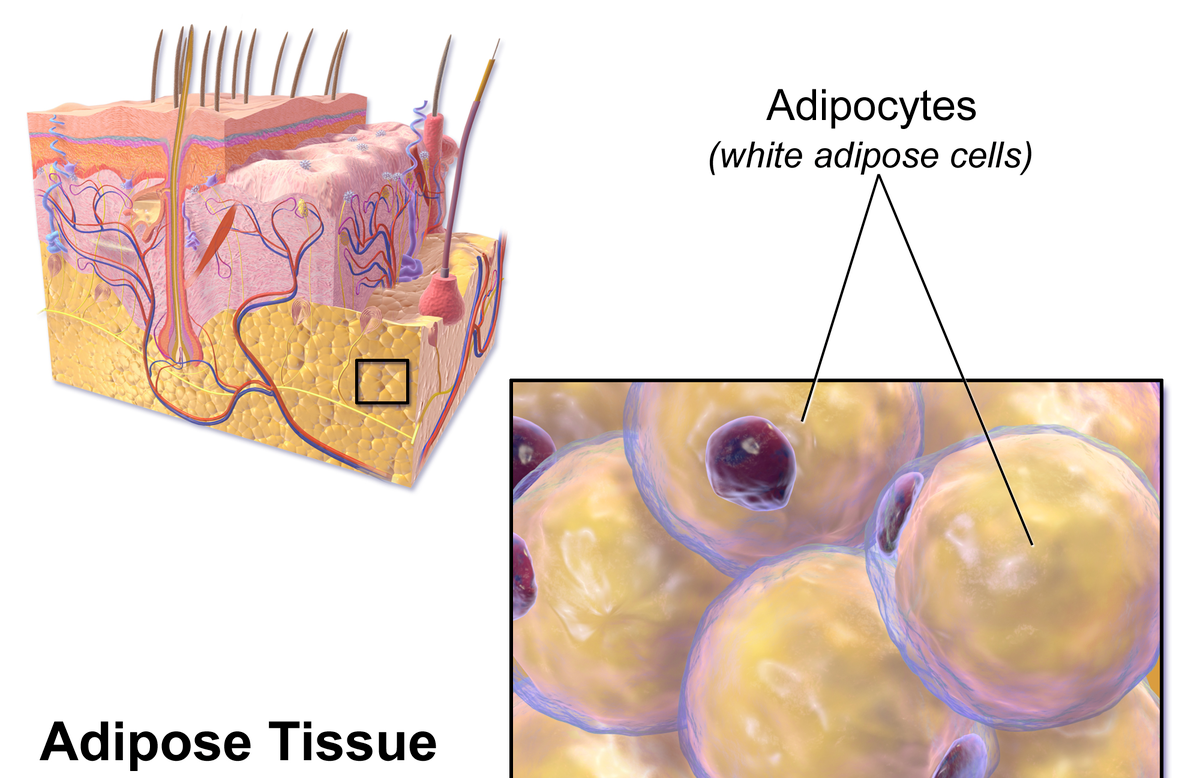 HISTOLOGY OF FAT TISSUE HISTOLOGY OF FAT TISSUE