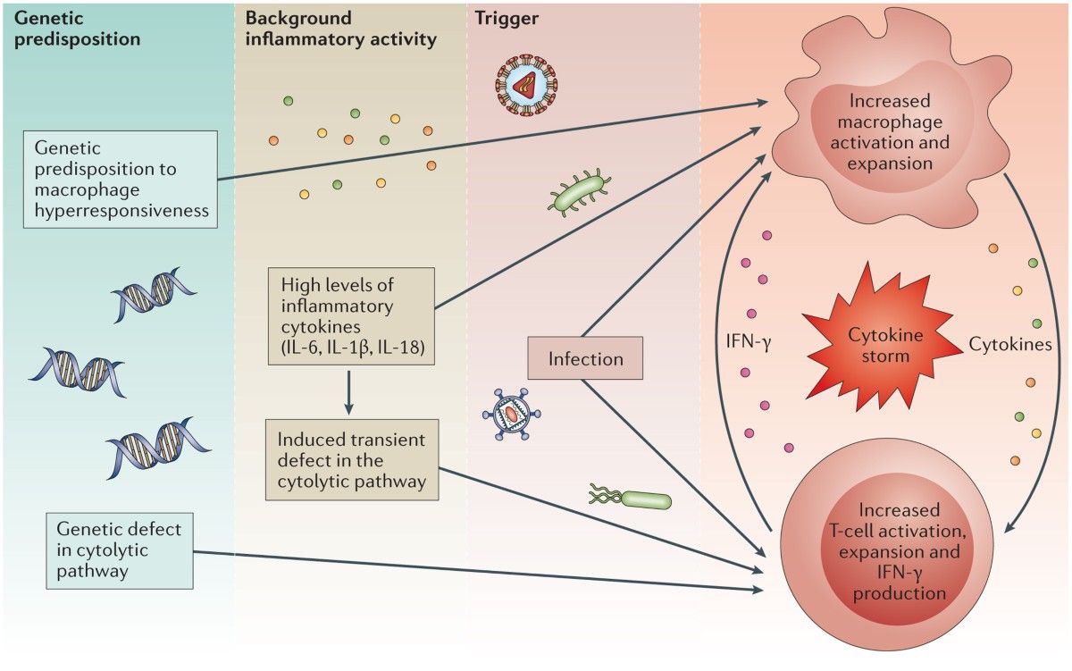 A DETAILED LOOK INTO MACROPHAGE ACTIVATION SYNDROME: EVERYTHING YOU NEED TO KNOW