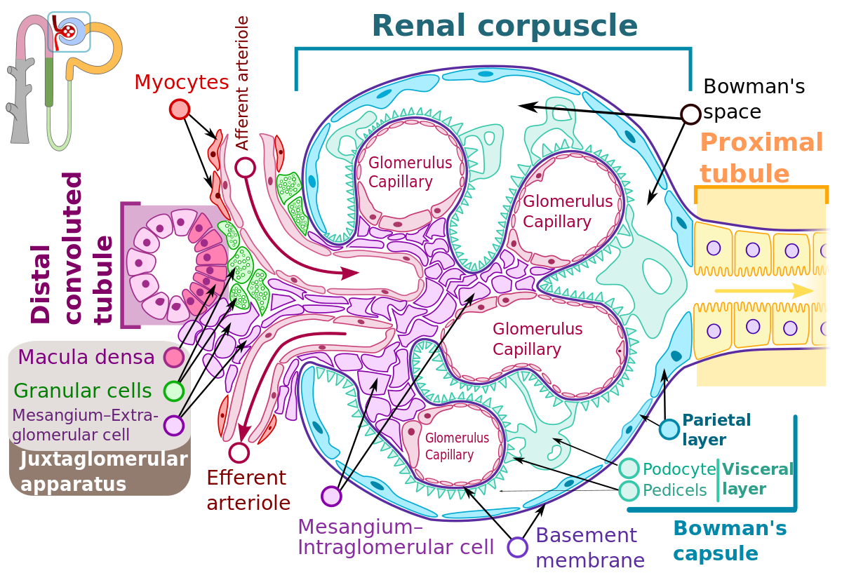 REGULATION OF THE GLOMERULAR FILTRATION AND RENAL BLOOD FLOW REGULATION OF THE GLOMERULAR FILTRATION AND RENAL BLOOD FLOW
