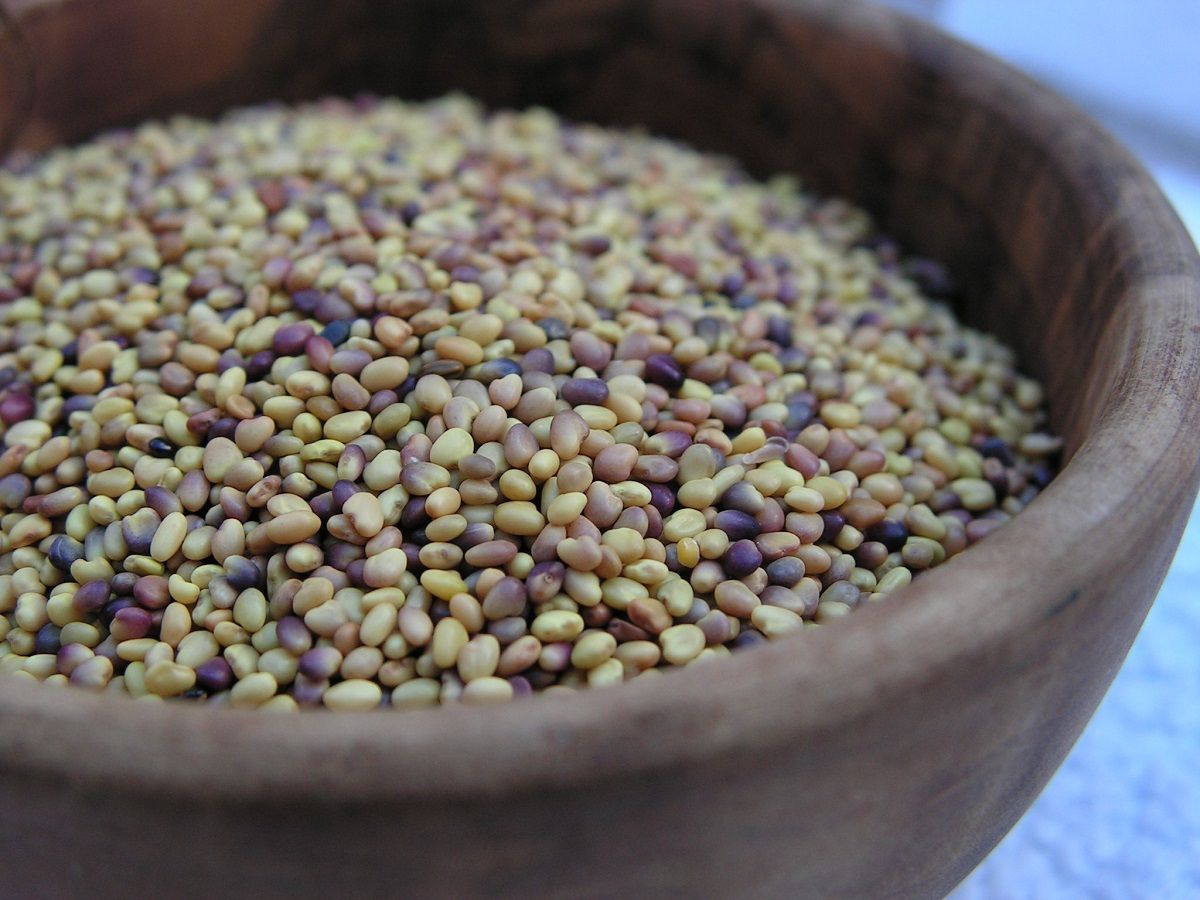 alfalfa seeds