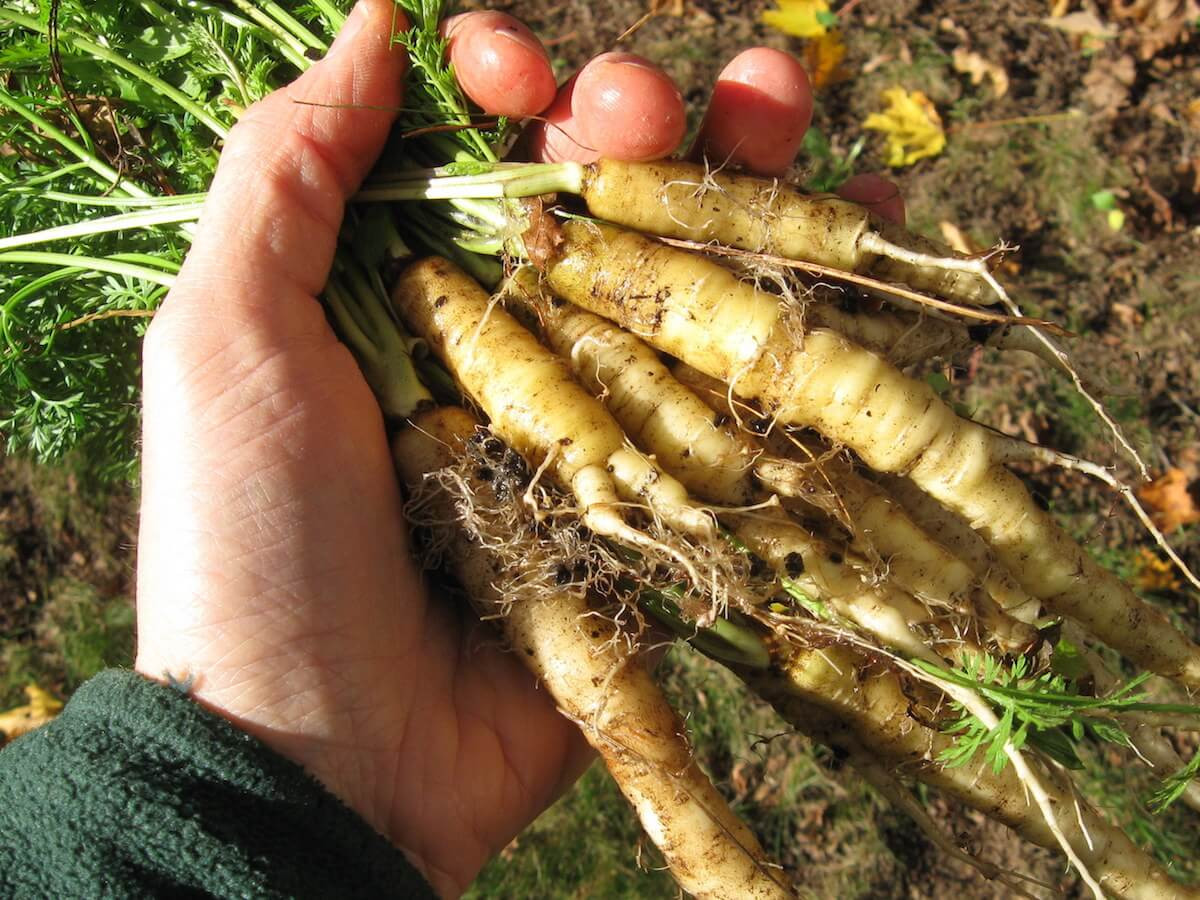 wild carrot