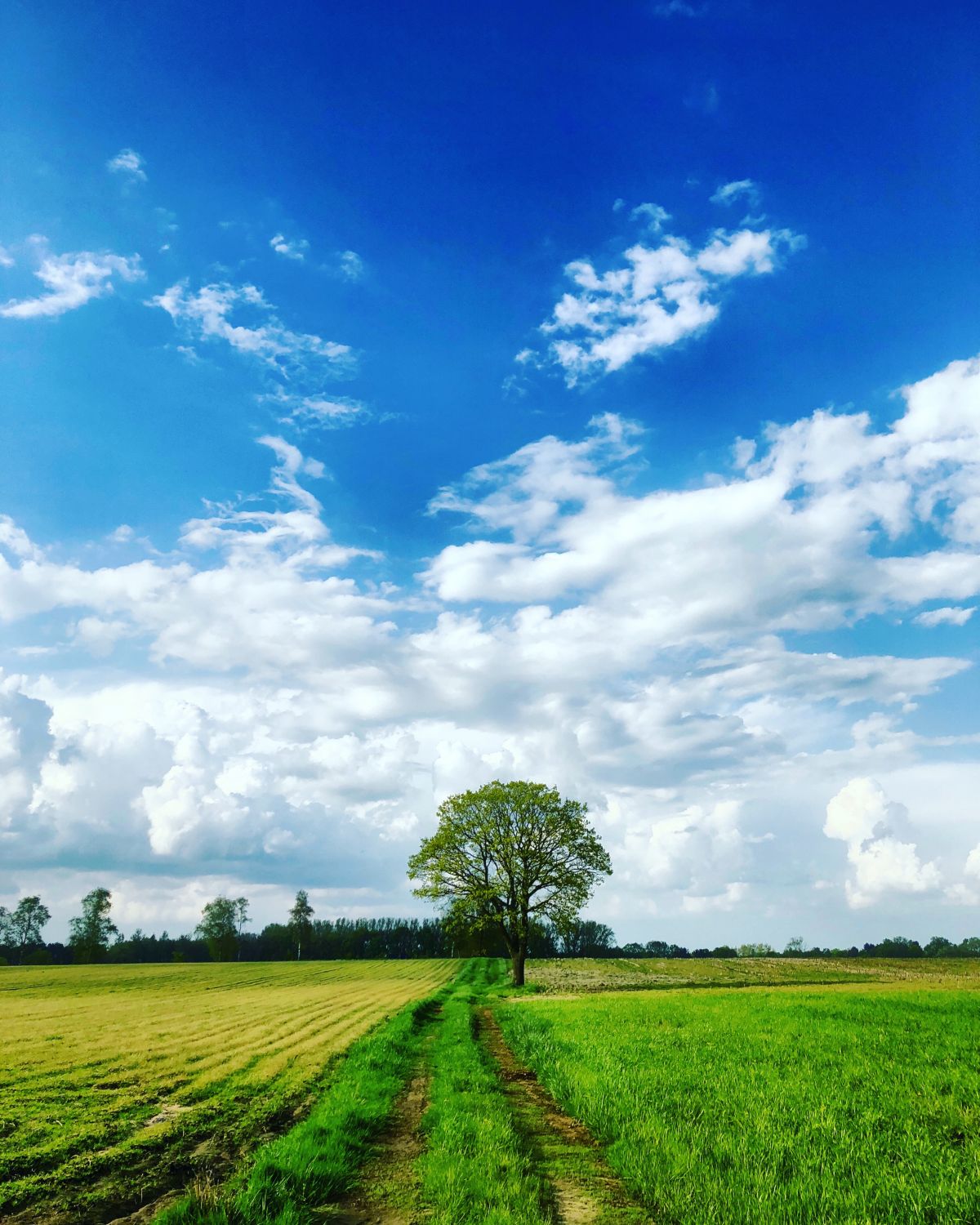 The road to the tree