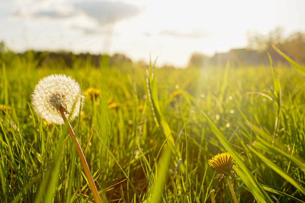 Silhouette of a dandelion in closeup against sun and sky during the dawn or sunset, creating a meditative summer zen concept background