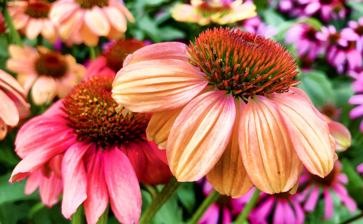 Dramatically Colorful Echinacea purpurea flowers