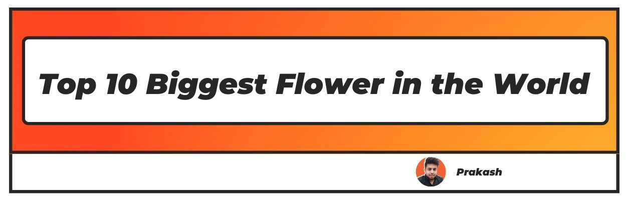 Top 10 Biggest Flower in the World
