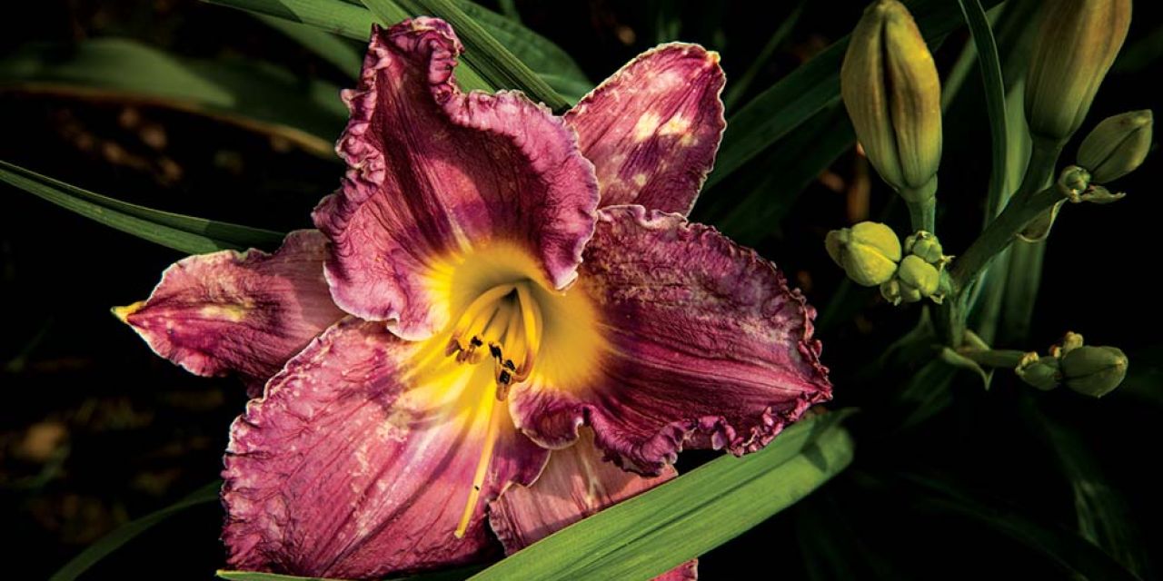 Artemesia Daylilies-Beautiful for a Day