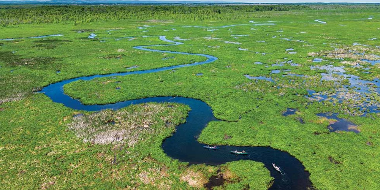 Minesing Wetlands – Everglades of the North