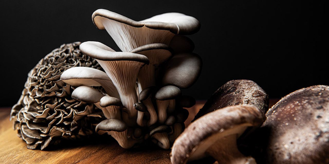 Magic, Mysterious, Mushrooms