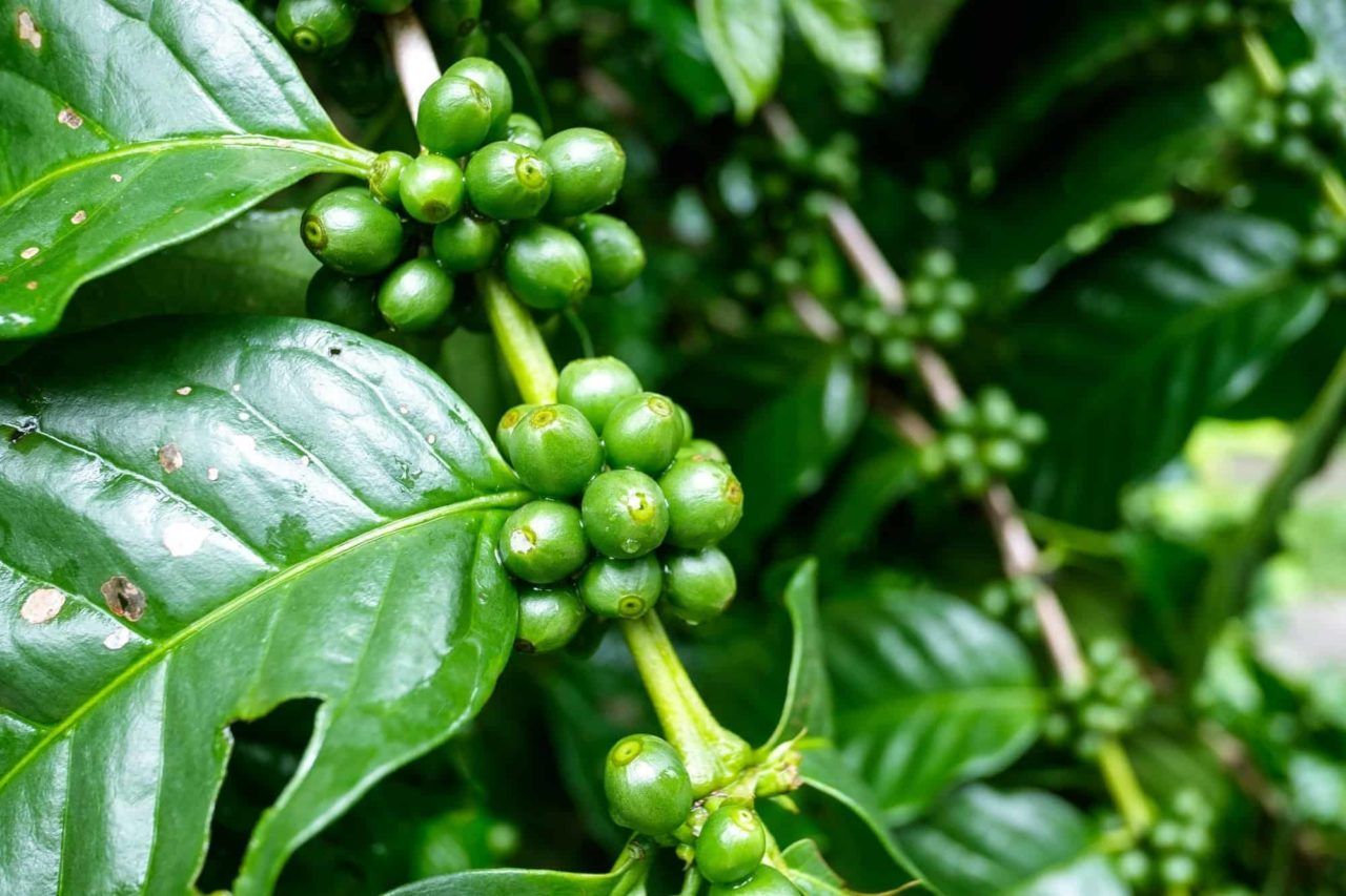 Coffee plants with unripe berries waiting for harvest