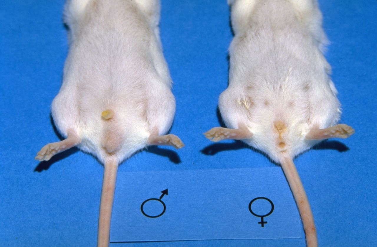 The testes may be withdrawn back into the abdomen.