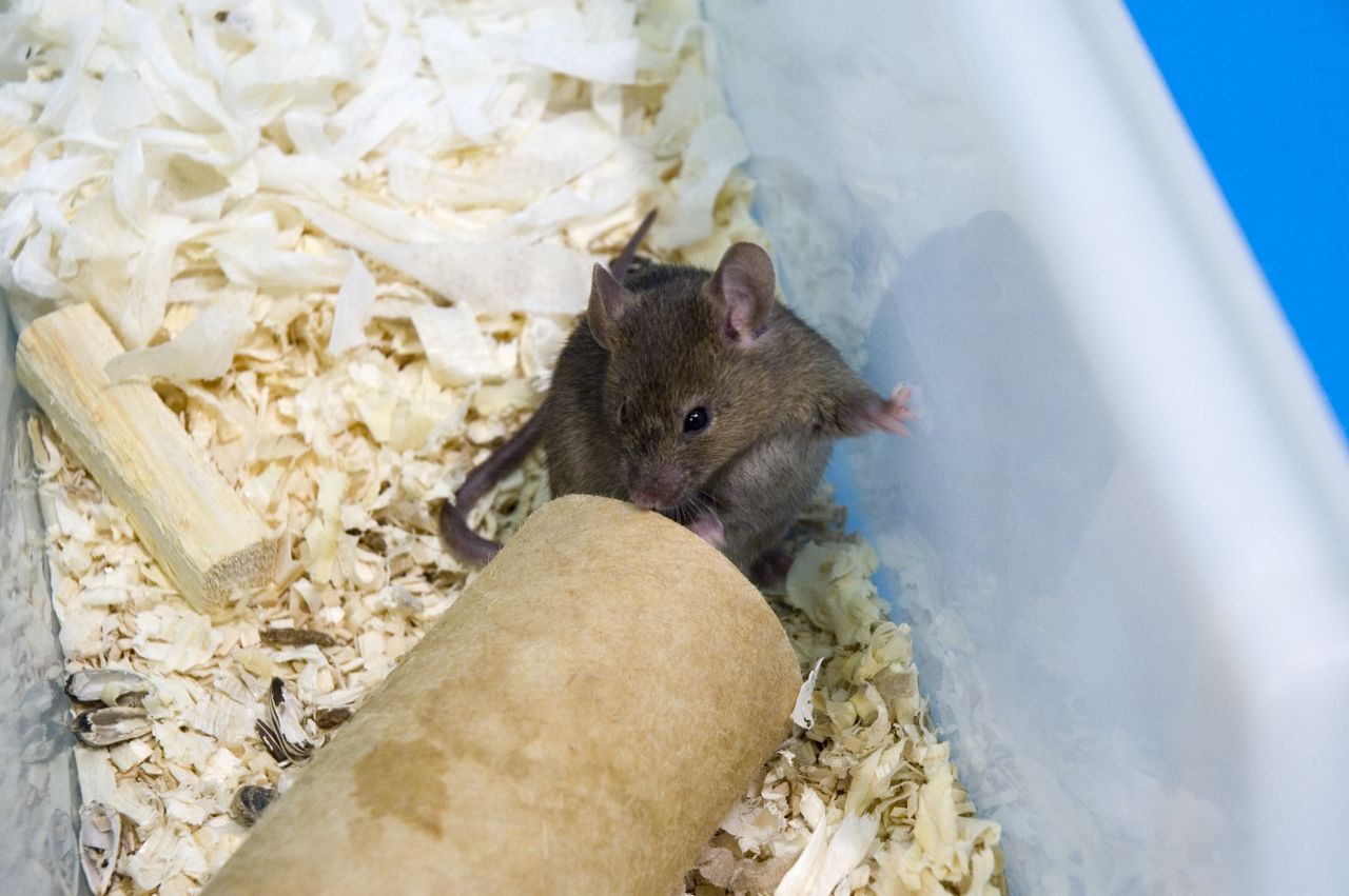 Mice also make use of housing structures in their cage.