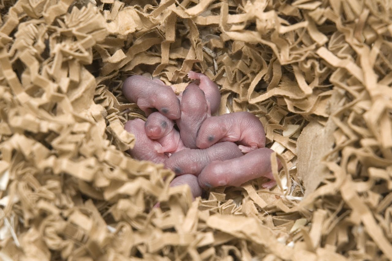 Most mice have 10-16 pups in each litter.