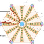 A COMPLETE CLINICAL GUIDE TO SINUSOIDAL OBSTRUCTION SYNDROME