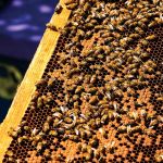 Telling the Bees