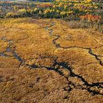 Bognor Marsh: Get Your Feet Wet