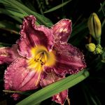 Artemesia Daylilies-Beautiful for a Day
