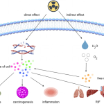 EXPLORING RADIATION CARCINOGENESIS: MECHANISMS BEHIND CANCER FORMATION