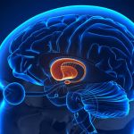 THE CLINICAL SIGNIFICANCE OF THE BASAL NUCLEI IN NEUROLOGICAL DISORDERS