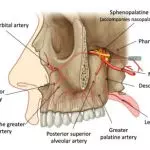 NAVIGATING THE DEEP ANATOMICAL SPACES OF THE HEAD: A GUIDE TO THE PTERYGOPALATINE AND INFRATEMPORAL FOSSAE