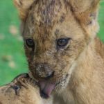 10 Reasons Why You kill the animal