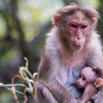 Koalas aren’t primates, but they move like monkeys in trees