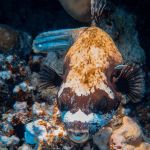 There’s more to puffer fish than that goofy spiked balloon
