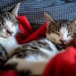 Cats may have ‘attachment styles’ that mirror people’s