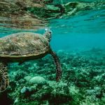 Giant tortoise who helped save species retires in Galapagos Islands