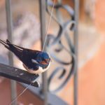 Las Vegas bird rescuer still searching for pigeons wearing cowboy hats