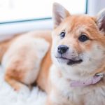 Woman who founded sanctuary for animals accused in their deaths