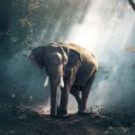 Moonlight shapes how some animals move, grow and even sing