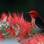 10 New Birds Discovered In Lost World