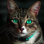 Cat Lost Her Ears — So The Shelter Made Her A New Pair