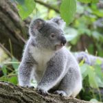 Fecal transplants might help make koalas less picky eaters