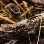 Flipping a molecular switch can turn warrior ants into foragers