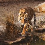 South America: wild animals at risk of ‘genetic pollution’